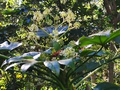 -EG Waterhouse Camellia Gardens Sutherland Shire