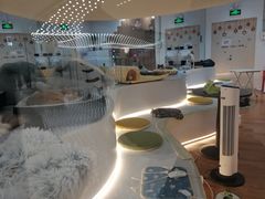 -COLOR PETS 撸猫馆·购猫·猫咖(长风大悦城店)