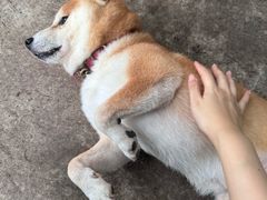 -柴犬高等学院·狗咖·柴犬售卖·宠物训练