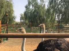 -羊亭河湿地公园