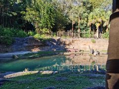 -奥兰多迪士尼动物王国乐园