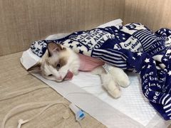 -北京观赏动物医院·24小时大型综合·猫专科·异宠专科