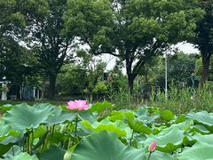 -美兰湖景区