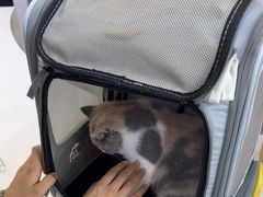 -小猫来了·猫咪专售(红山六九七九店)