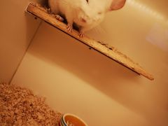 -龙猫仔乐园(惠福东路店)