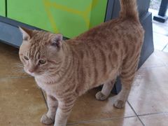 -汪记鲜鱼糊汤粉(沈阳路总店)