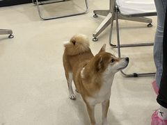 -共舞时光猫咖·狗咖(新街口店)