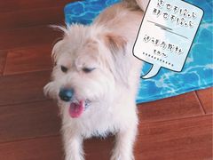 -翊宠yipet猫狗购宠庄园犬舍•猫舍