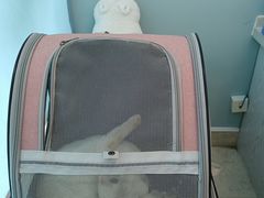 -纳吉亚猫专科动物医院·北北分院