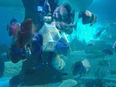 -北戴河圣蓝海洋公园