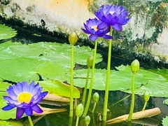 -国家植物园南园