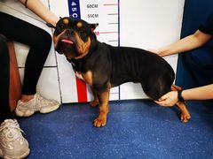 -伟伟宠物医院·CT影像中心·瑞派犬猫综合性门诊(汉口总院)
