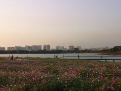 -海珠湖公园