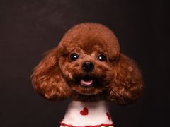 -读宠于你·约克夏比熊·睫角守宫·爬宠售卖(高新店)