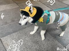 -瑞虹新天地月亮湾