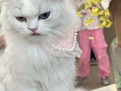 -共舞时光猫咖·狗咖(新街口店)