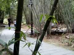 -大屏嶂森林公园