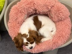 -有喵·猫咖·狗咖·40+猫狗有小奶狗(岗厦店)