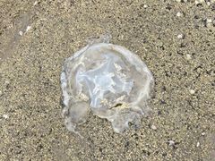 -辽宁团山国家级海洋公园