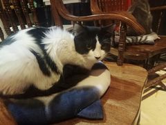 -猫色咖啡·猫咖