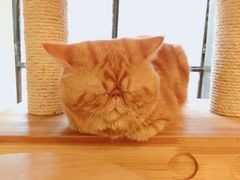 -more than meow吴止猫主题餐厅(承德 中船汇店)