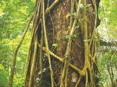 -海南热带雨林国家公园吊罗山景区