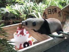 -灵玲国际马戏城