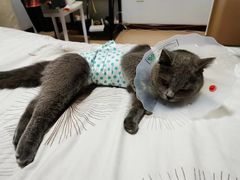 -宠爱国际动物医院· 猫科· 外科·中兽医(长白店)