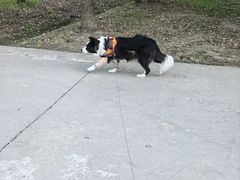 -瑞鹏宠物医院·宠保定点·心脏科·内科(御桥分院)