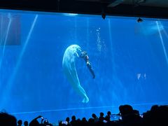 -芜湖新华联大白鲸海洋公园