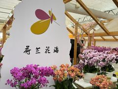 -荷兰花海