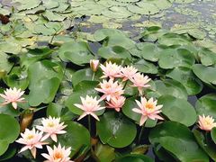 -艾溪湖湿地公园