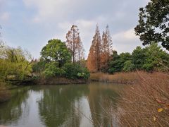 -上海滨江森林公园