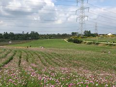 -紫颐香薰山谷景区