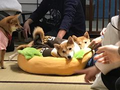-逗柴咖啡屋·狗咖猫咖宠物桌游