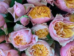 -秦美花卉(天朗·莱茵小城2期店)