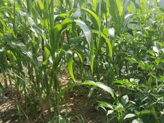 -南汇老顾农家乐采摘大团水蜜桃采摘店