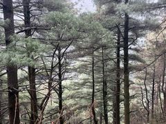 -苍山感通索道