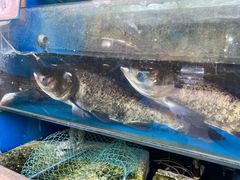 -浔味·山屿湖·正宗淳牌全鱼宴老字号