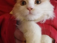 -平行世界·猫咖(首经贸店)