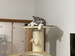 -东方名猫馆·英短金渐层布偶猫舍(环线广场1号楼店)