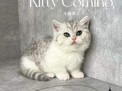 -小猫来了·猫舍(红山六九七九店)