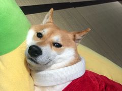 -逗柴咖啡屋·狗咖猫咖宠物桌游