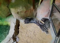 点击看大图 -酷嗒动物文化乐园(cutezoo西溪乐天城店)