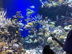 -新加坡海洋生态馆