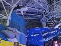 -烟台海昌鲸鲨海洋公园