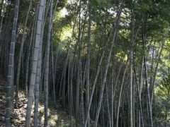 -楠溪江风景名胜区