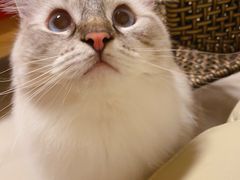 -袖虎宠物(锦绣生态园店)