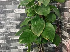 -桂湘缘卤味螺蛳粉