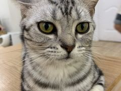 -李小姐の猫咖啡馆(五角场店)